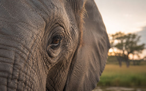 Collective expertise across safari development, corporate finance, conservation and legal structuring supporting safari investments across Africa